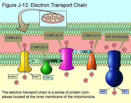 Questões para estudo em casa 1. Citar a localização celular da cadeia de transporte de elétrons. 2. Citar o nome dos componentes da cadeia de transporte de elétrons.