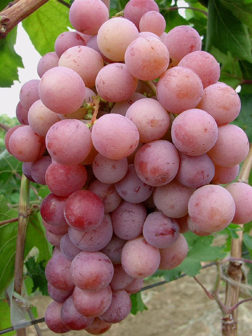 produção de uvas de