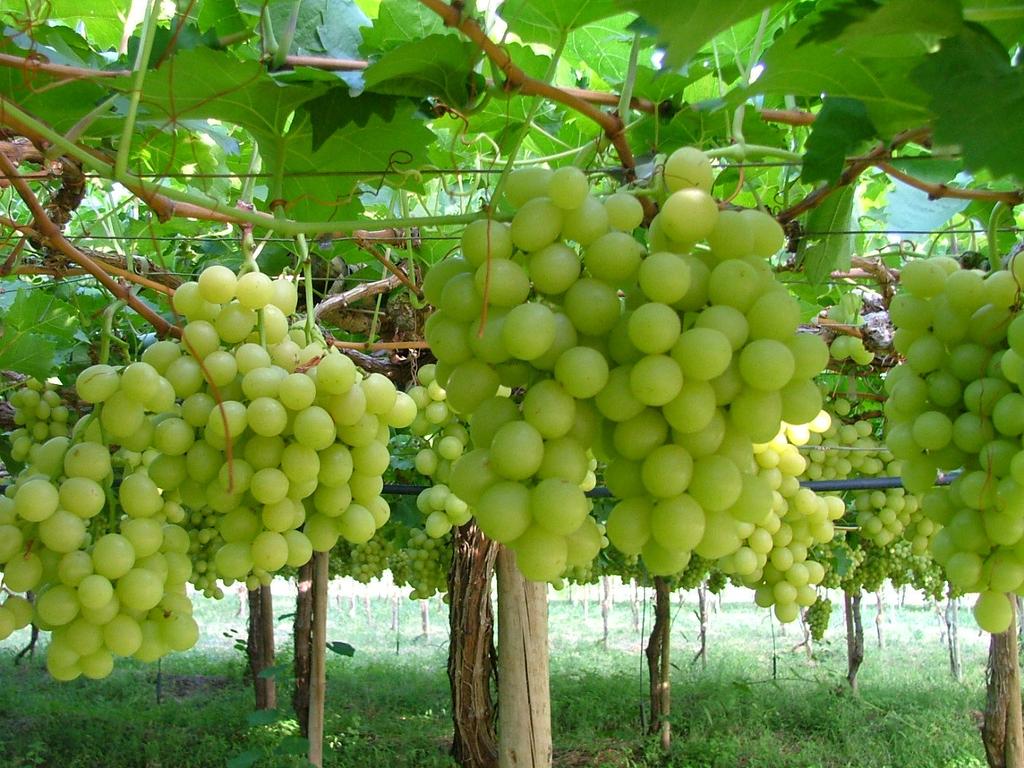 Cultivares Italia e Italia Muscat (Vitis vinifera) Principal uva fina de