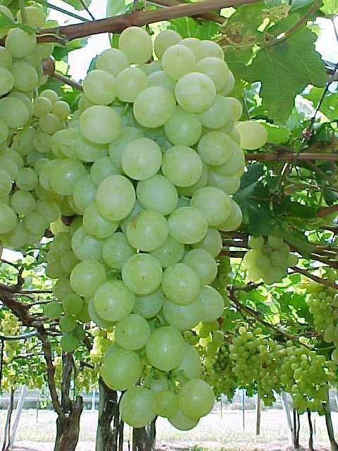 4. Cultivares de uvas sem sementes no Vale do São Francisco Sugraone (V.