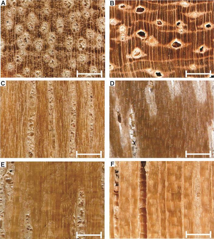 diferenciação das espécies por meio da caracterização anatômica macroscópica de suas madeiras.
