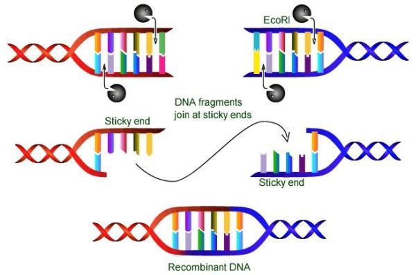 DNA e proteínas