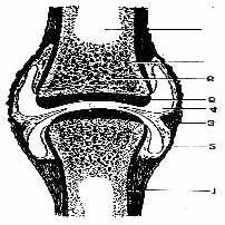 Não contrácteis(controlam o movimento) - cápsula articular - ligamentos - fáscias - aponevroses - bolsas serosas - raízes nervosas - pele Todos os tecidos moles dispõem-se num sistema de cadeias