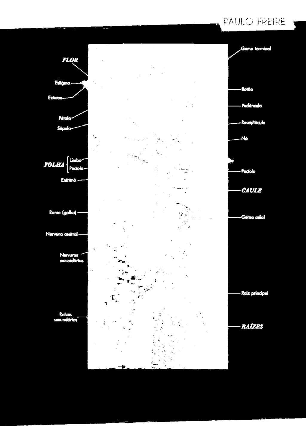 taxonomia dos