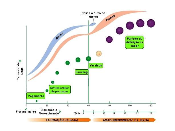 Maturação das uvas Garante qualidade e as características finais do vinho Principais variáveis: Peso das bagas -> Produtividade/mosto Açúcares -> Álcool