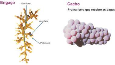 Composição das uvas Cacho Engaços