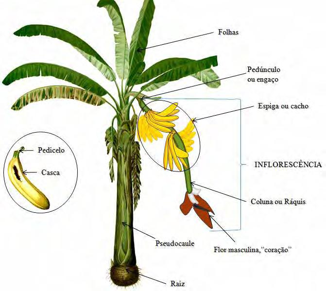 Revisão bibliográfica 5 Figura 2.1. Fisiologia da planta de banana (IPGRI, 2001).