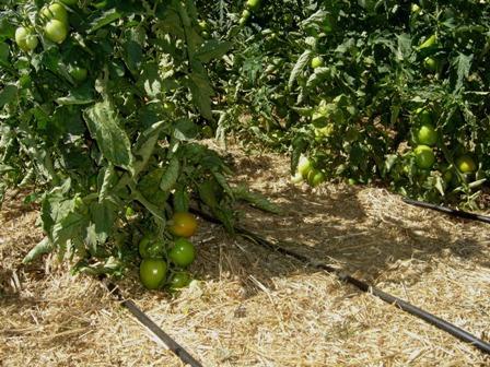 Irrigação e produção de alimentos Tomate irrigado por gotejamento