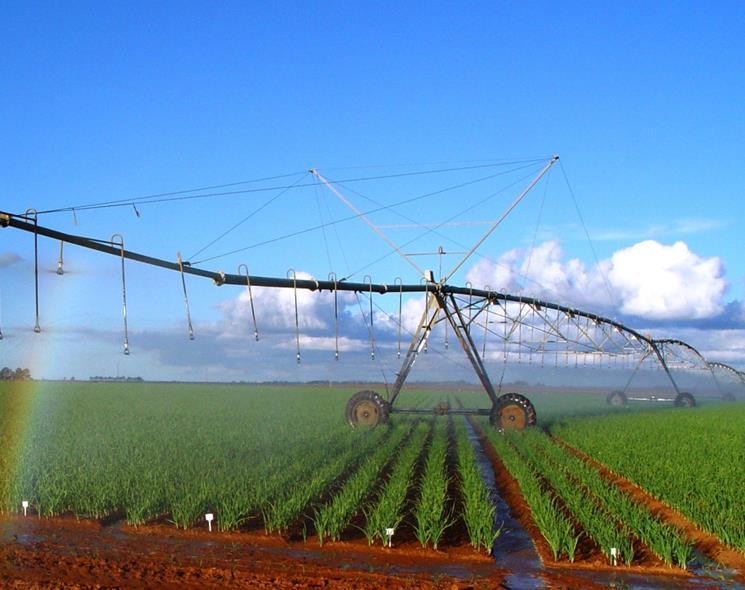 Irrigação e produção de alimentos Batata irrigada por pivô central