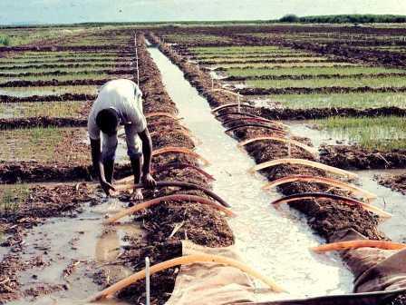 Irrigação e produção de alimento Uso excessivo de água em lavoura de cebola irrigada por