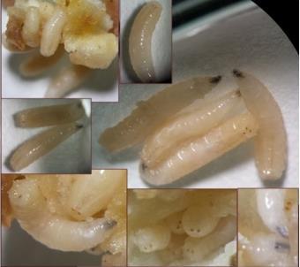 fungos da espécie Bipolaris spp., conforme figura 2.