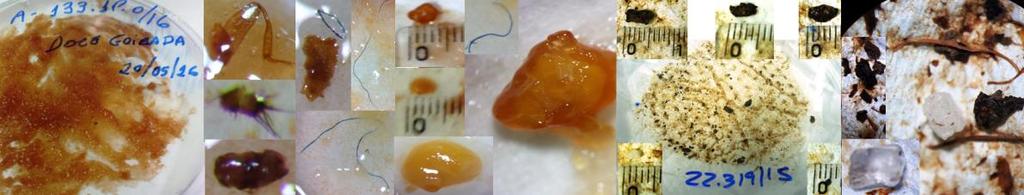 Do total de 12 amostras de doce apenas 2 reprovaram por partes rígidas do vegetal (caroços de