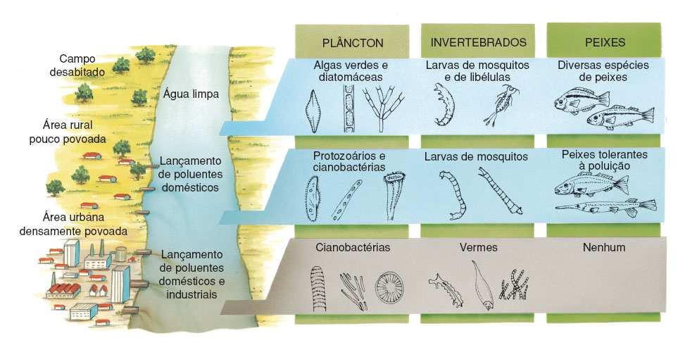 4) Poluição Hídrica Lançamento de dejetos humanos em rios, lagos e mares.