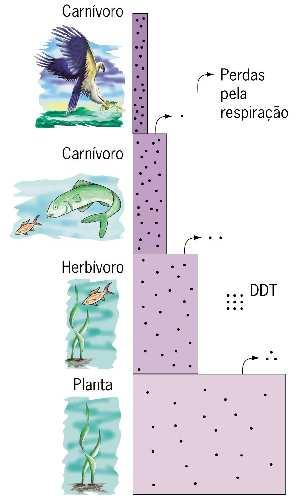 Magnificação Trófica Alguns produtos, por não serem biodegradáveis, permanecem nos ecossistemas e entram nas cadeias alimentares, passando dos produtores aos consumidores dos diversos níveis.