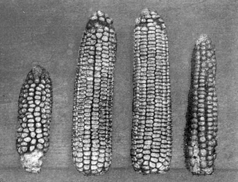 O milho híbrido logo substituiu o cultivar anterior A B x A A x B B Os fazendeiros tiveram que comprar sementes ao final de cada colheita, então o aumento na produção também resultou em aumento em