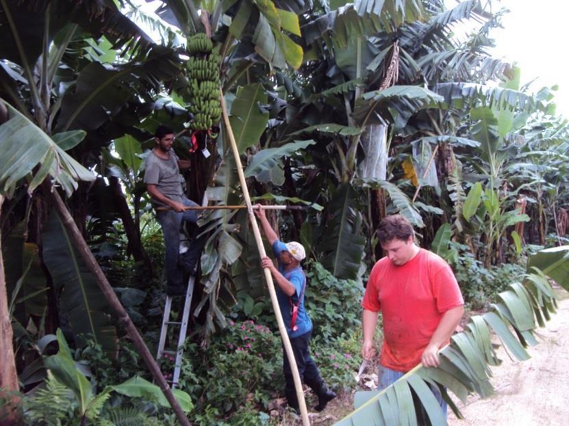 2.1.1. O contexto agrícola: A Bananicultura A agricultura é a principal atividade econômica desenvolvida pelas famílias do Vale do Ribeira Banana passou a ser o principal produto econômico do Vale A