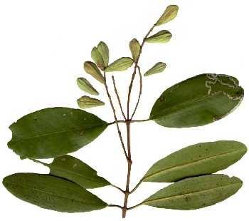 Quanto a flora a costa leste do município analisado apresenta-se composto por plantas lenhosas, comumente chamadas de mangue.