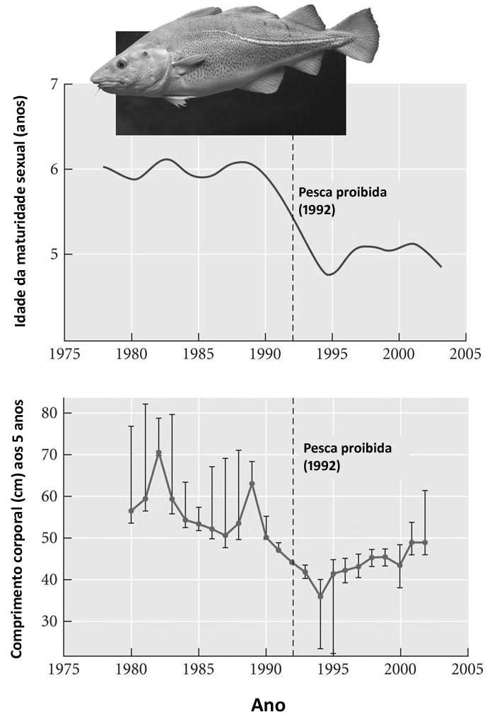 8. A figura abaixo apresenta o resultado de um estudo com o bacalhau do Atlântico Norte, Gadus morhua.