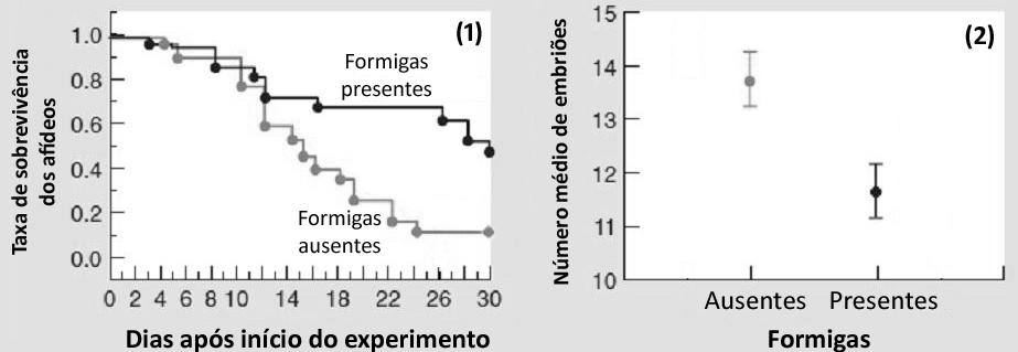 11. Afídeos sugam ativamente seiva elaborada da planta hospedeira, eliminando o excesso de seiva na forma de excreções açucaradas que são consumidas por formigas de várias espécies.