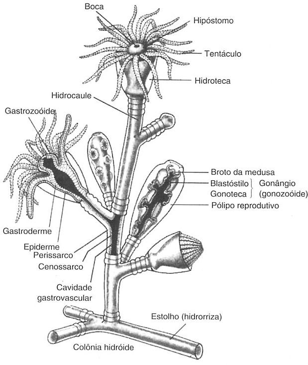 Características gerais: Mesogléia acelular Gastroderme desprovida de cnidócitos Gônadas epidérmicas ou, se