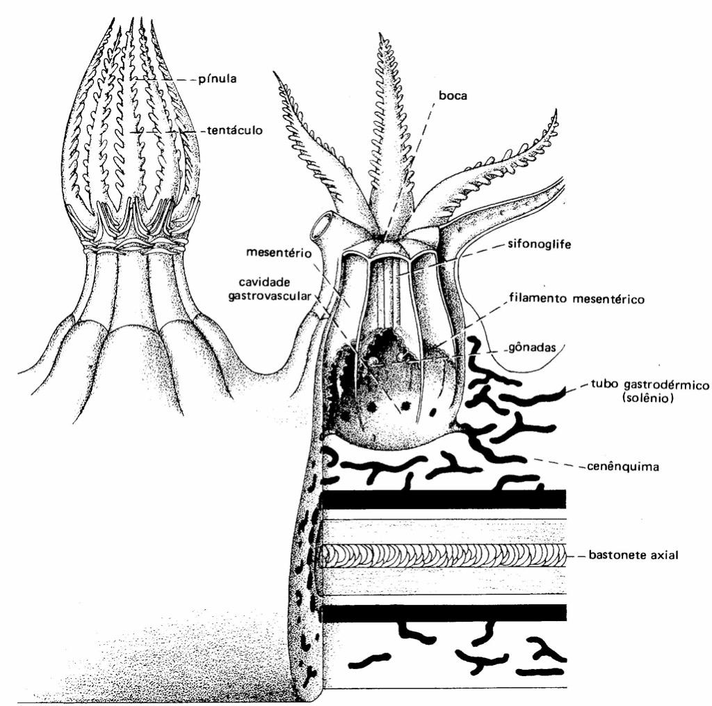 Telestacea