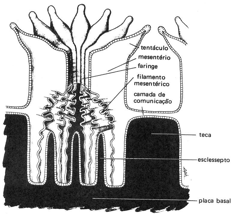 Scleractinia Coloniais ou solitários Pólipos pequenos, geralmente medindo entre 1 e 3 mm de diâmetro Esqueleto