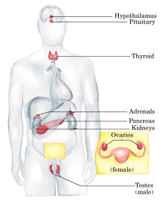 Principais glândulas endócrinas Centro de coordenação, recebe e integra mensagens do SNC Em resposta a essas mensagens o hipotálamo produz hormônios regulatórios que passam