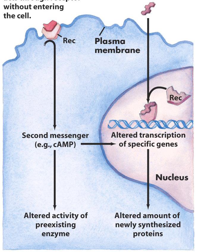 Hormônios peptídicos e do tipo catecolaminas ligam-se a receptores na superfície (membrana plasmática) das células-alvo: