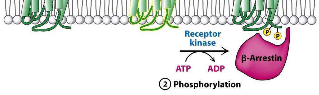 Receptor β-adrenérgico