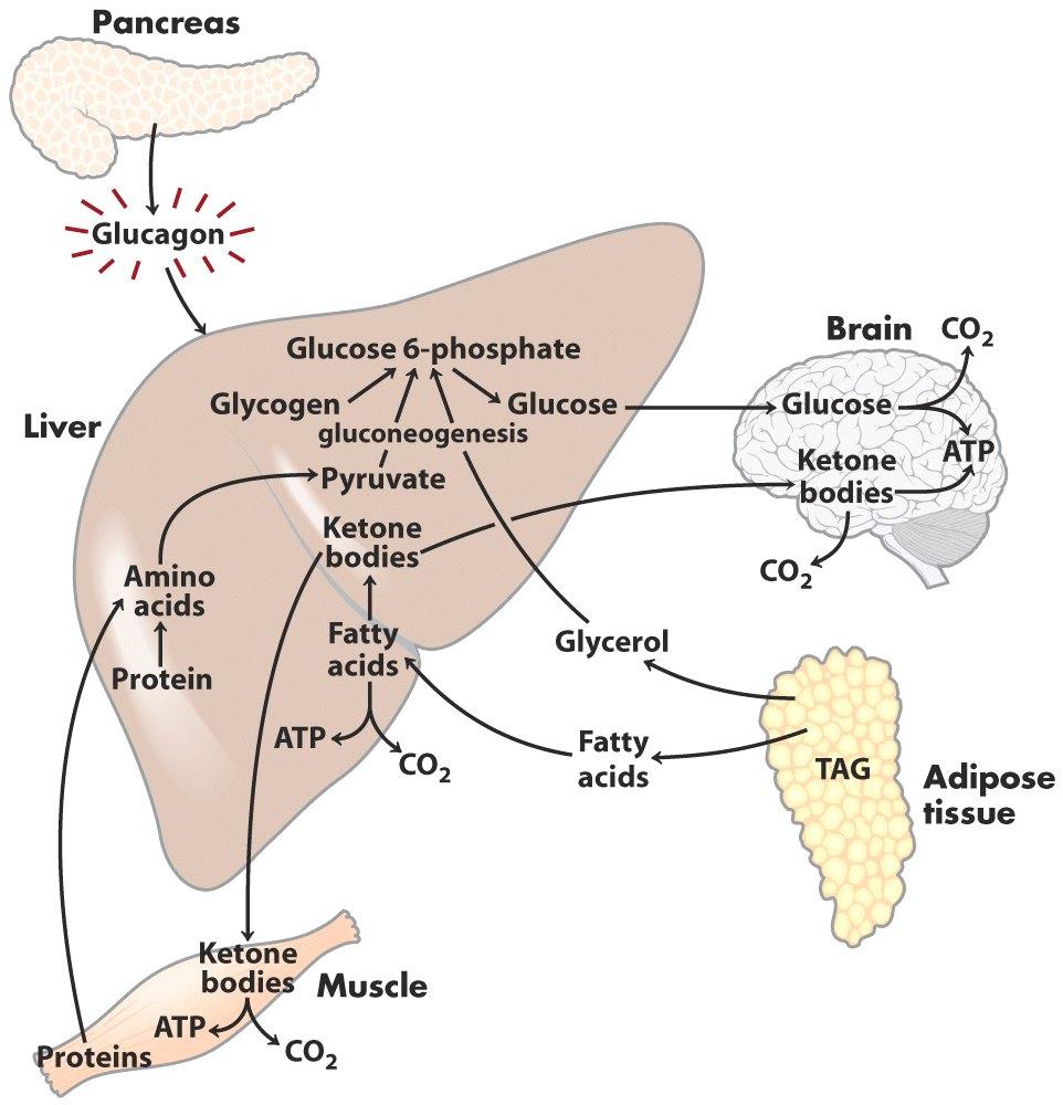 Glucagon atua principalmente no fígado e tecido adiposo