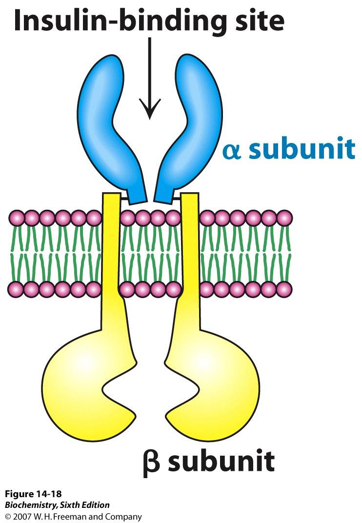 Receptor de insulina: Glicoproteína constituída por subunidades α e β ligadas por pontes S-S A ligação da insulina ao