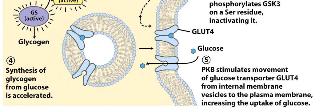 Com GSK3 inativa, a glicogenio sintase permanece desfosforilada e ativa PKB estimula