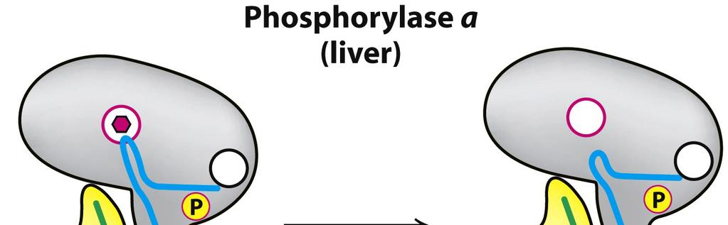 Fosforilase a (fígado) No fígado, a