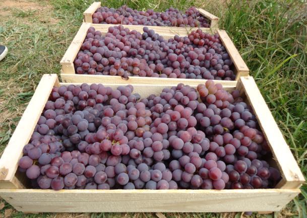 As amostras de uvas da cultivar americana Niágara utilizadas foram coletadas num vinhedo comercial da Cidade de Jales na região noroeste de São Paulo.