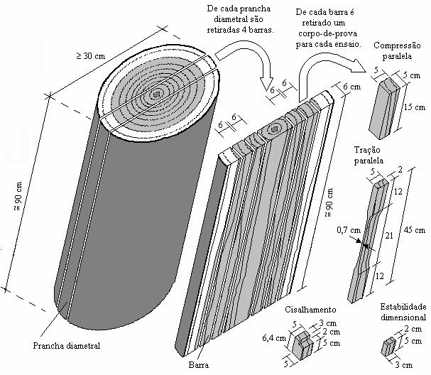 MATERIAL E MÉTODOS O material foi coletado de três árvores da espécie Aspidosperma populifolium, no município de Cotriguaçu (MT).