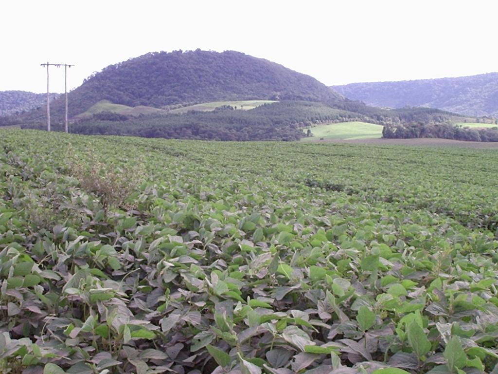 56 Figura 23: Cultivo de Soja em propriedade - Santa Cruz do Timbó Porto União. Fonte: Arquivo da autora Janeiro 2005.