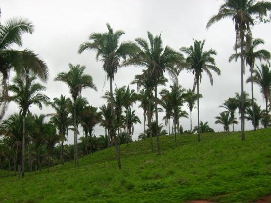 Relevo Predominam os planaltos e as chapadas da bacia do Parnaíba.