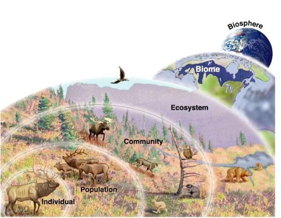 Níveis de organização ecológicos Biosfera