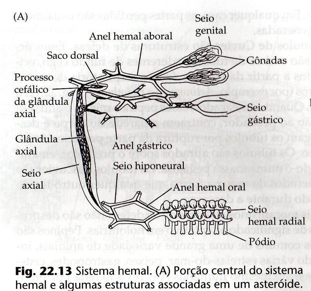 CARACTERÍSTICA 7: Sistemas hemal Organização: 3 sistemas de anéis circum-entéricos: seios hiponeural, gástrico e genital e respectivas derivações radiais