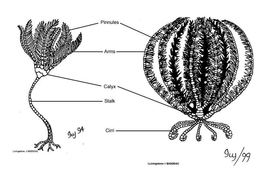 Classe Crinoidea CARACTERÍSTICAS