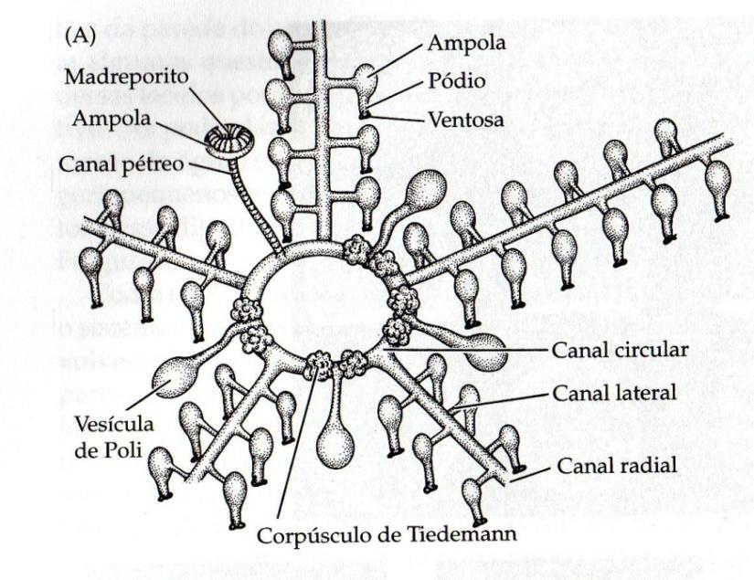 CARACTERÍSTICA 5: Sistema hidrovascular (= ambulacral) derivado do celoma Estrutura: 1. madreporito - comunicação com o meio externo 2. canal pétreo 3.