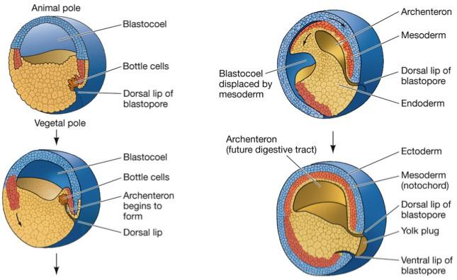 Figura 4. Processo de gastrulação.