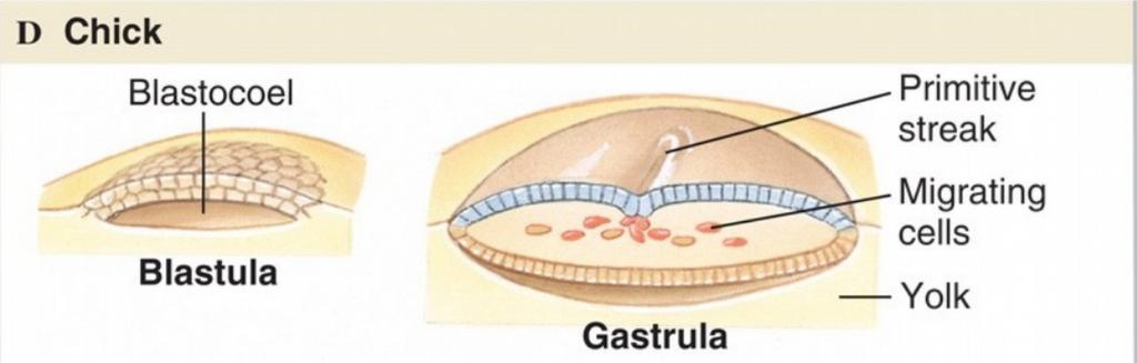 Blástula, gástrula, e neurula da