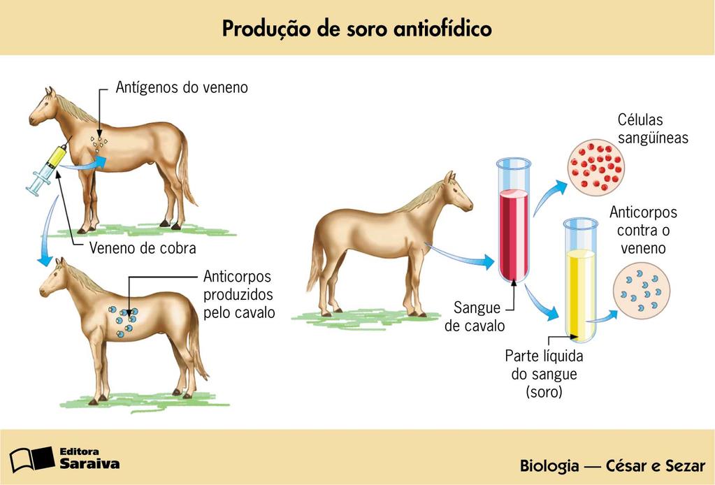 Imunização