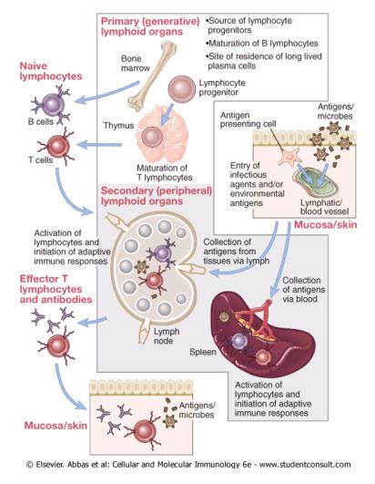 Geração e resposta Imune