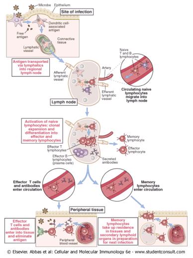 Anatomia da ativação dos linfócitos Timo e