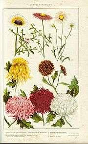 Dendranthema (Chrysanthemum) Espécie: