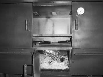 Queimador infra-vermelho ligado trabalhando em conjunto com à queima da lenha/briquete - As pizzas são colocadas diretamente sobre a pedra refratária como num forno tradicional de alvenaria.