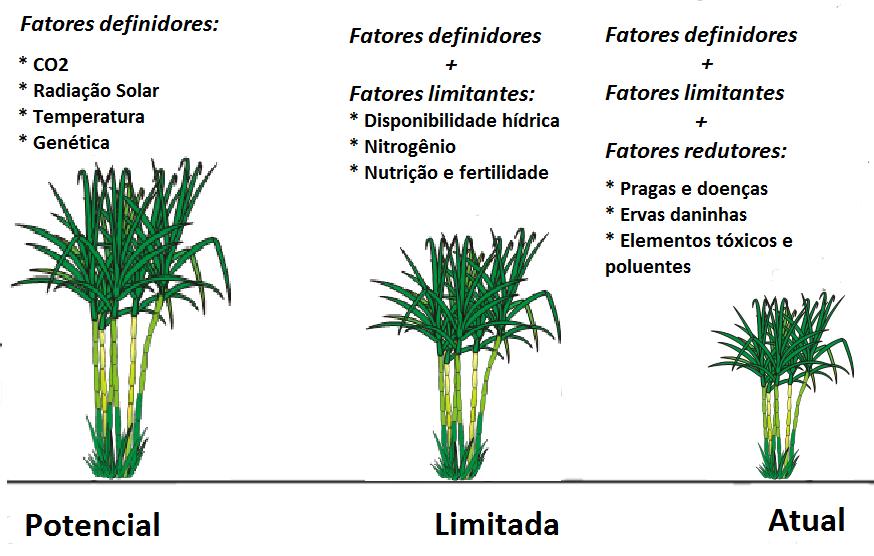 BOAS PRÁTICAS Otimizar a produtividade agrícola da cana-de-açúcar próximo ao nível