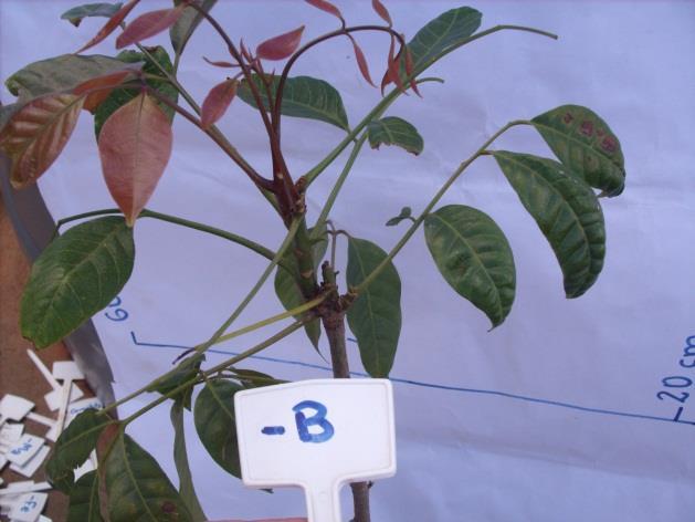 Mudas de mogno africano (Khaya ivorensis) submetidas a diferentes tratamentos: A) folhas adultas e jovens de plantas supridas com soluções